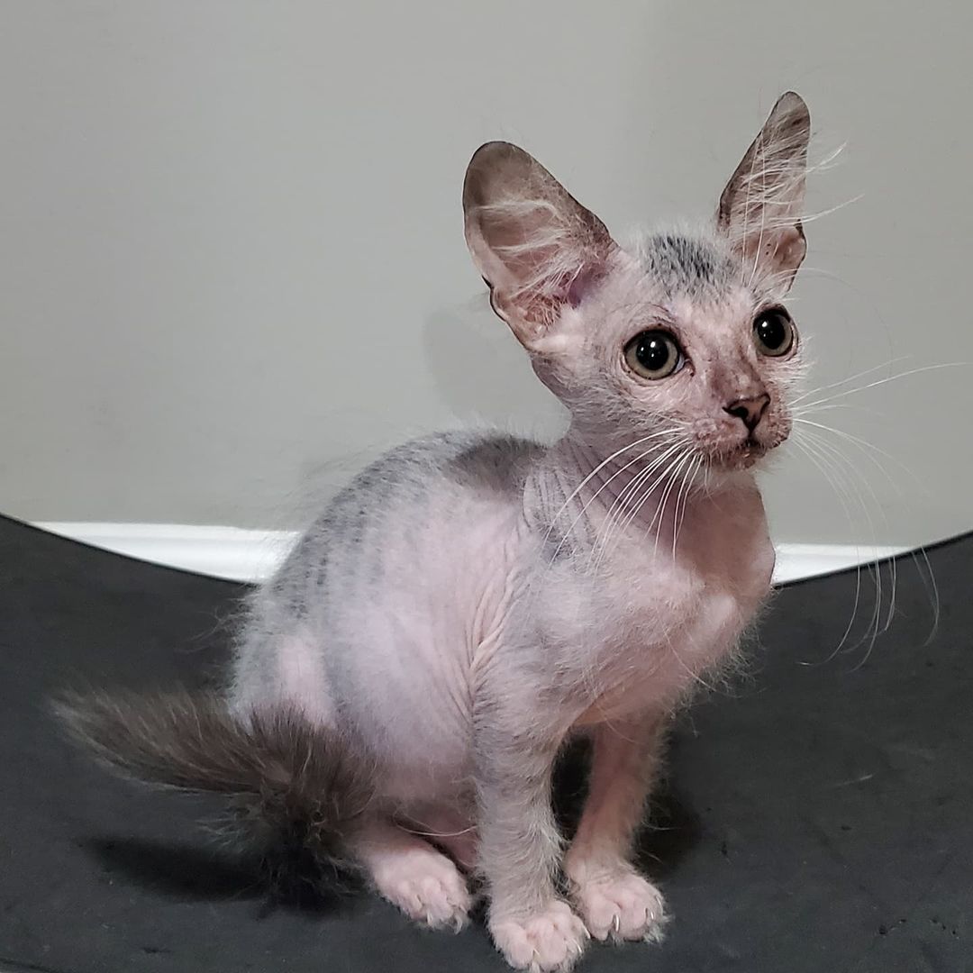 lykoi cat for sale